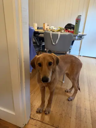Toffee
