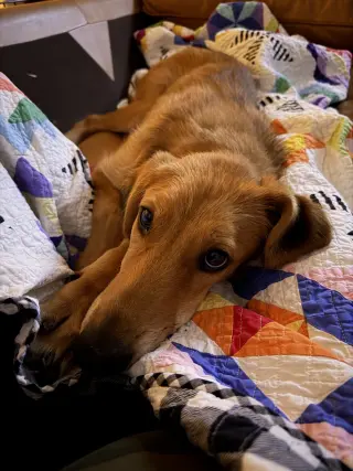 Toffee