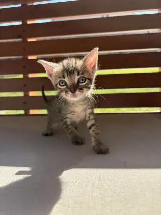 Loretta Lyn