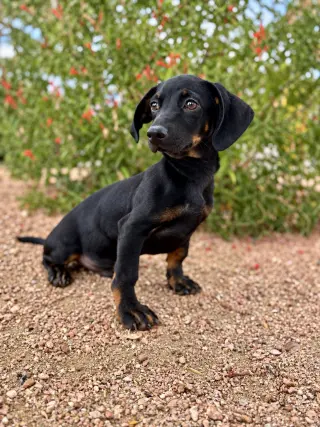 Pablo