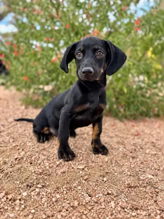 Pablo