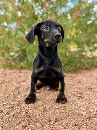 Pablo