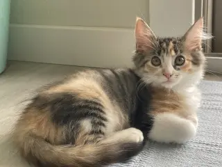 Minx