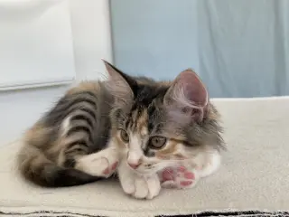 Minx