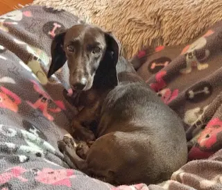 Dumpling