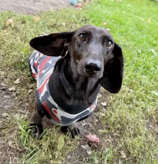 Dumpling