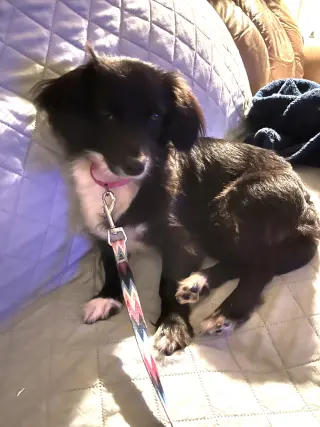 Kaisley