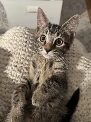 Scout