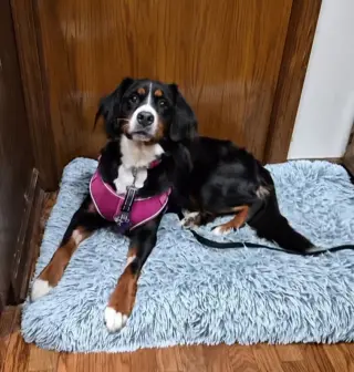 Zuri