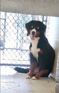 Zuri