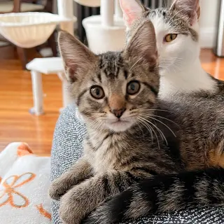 Edward Scissorpaws