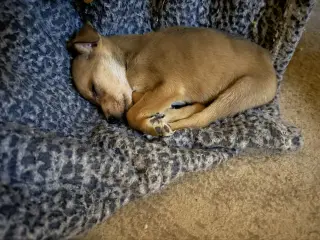 Aggie