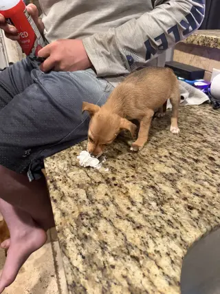 Aggie