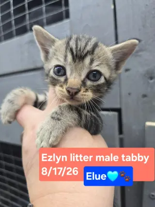 Elue