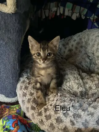 Elue
