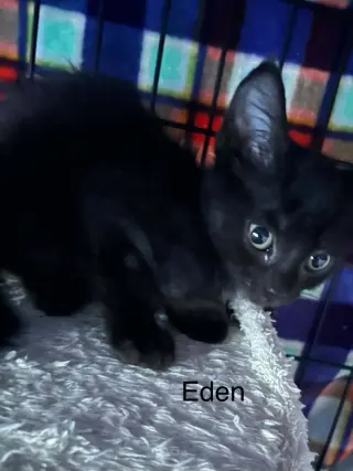 Eden