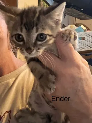 Ender