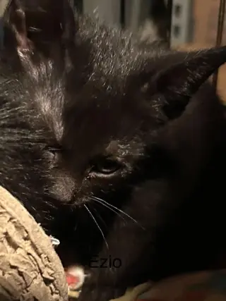 Ezio
