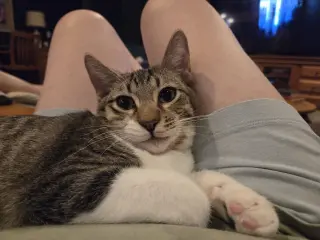 Dylan