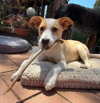 Goofy aka Skipper