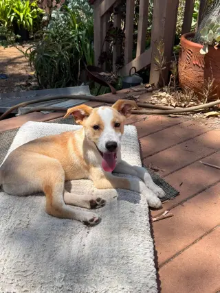 Goofy aka Skipper