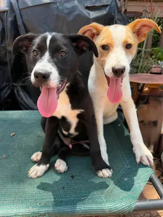 Goofy aka Skipper