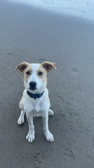 Goofy aka Skipper