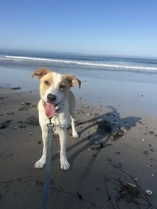 Goofy aka Skipper