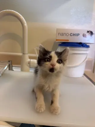 Nugget