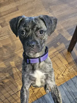 WHISKEY