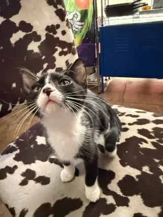 Cookie