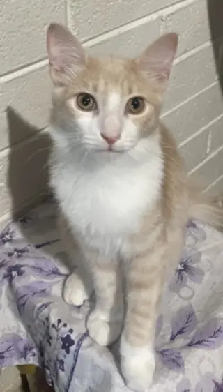 Teddy