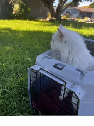 Delilah