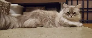 Crumpet