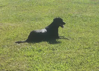 Piper