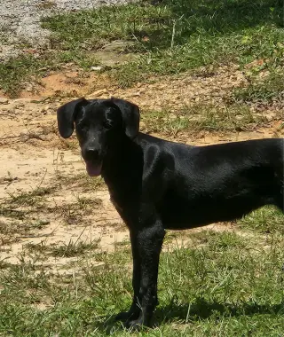 Piper
