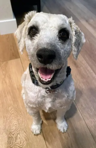 Cassius
