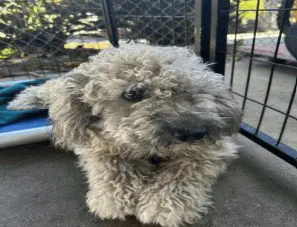 Cassius