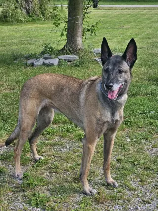 Tilly Female, SC.