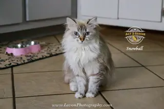 Snowball 2