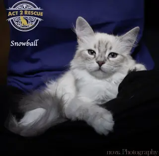 Snowball 2