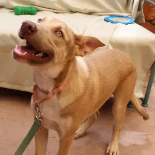 Jojo(now Oakland)