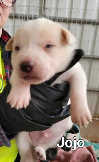 Jojo(now Oakland)