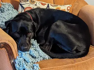 Pepper