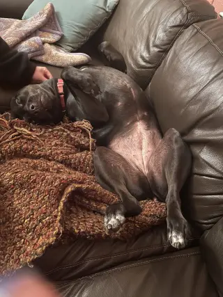 Pepper