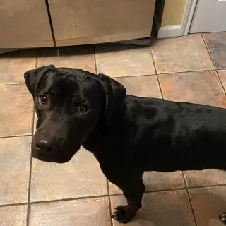 Pepper