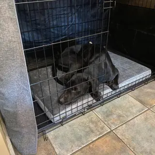 Pepper