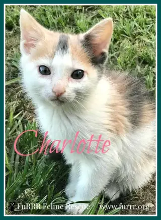 Charlotte
