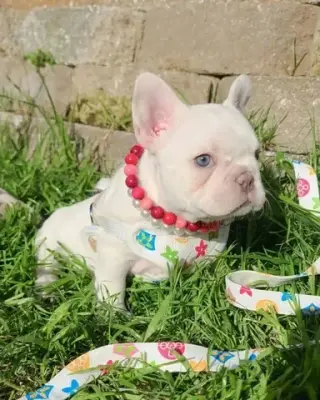 Pomeranian and French bulldog