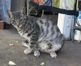 Athos (Courtesy Post)
